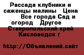 Рассада клубники и саженцы малины › Цена ­ 10 - Все города Сад и огород » Другое   . Ставропольский край,Кисловодск г.